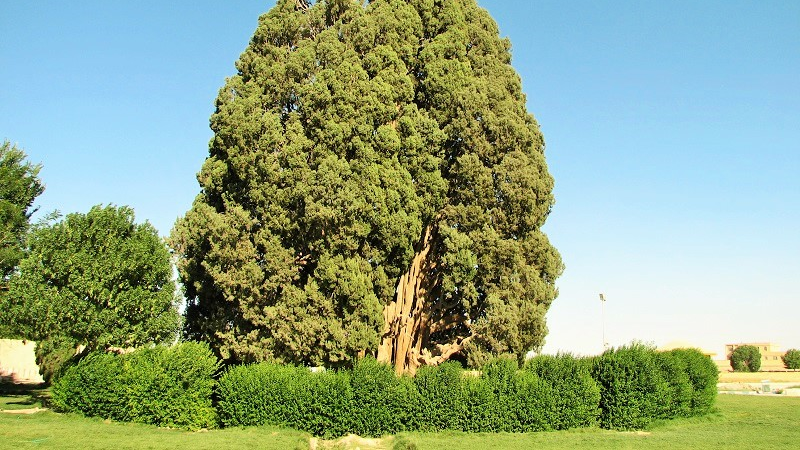 سرو ابرکوه یکی از کهنسال ترین درختان زنده دنیاست_crop_11